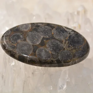 Corail Noir Cabochon