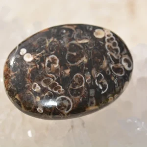 Agate  Turritella