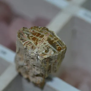 Bois silicifié