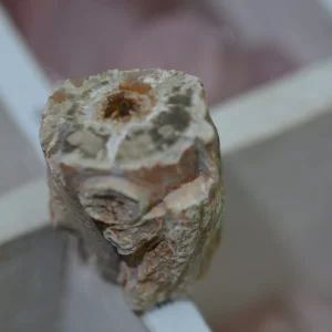 Bois silicifié