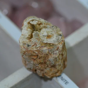 Bois silicifié