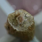 Bois silicifié