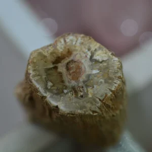 Bois silicifié