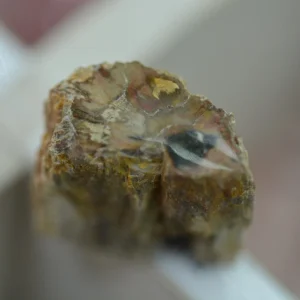 Bois silicifié
