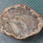 Bois silicifié