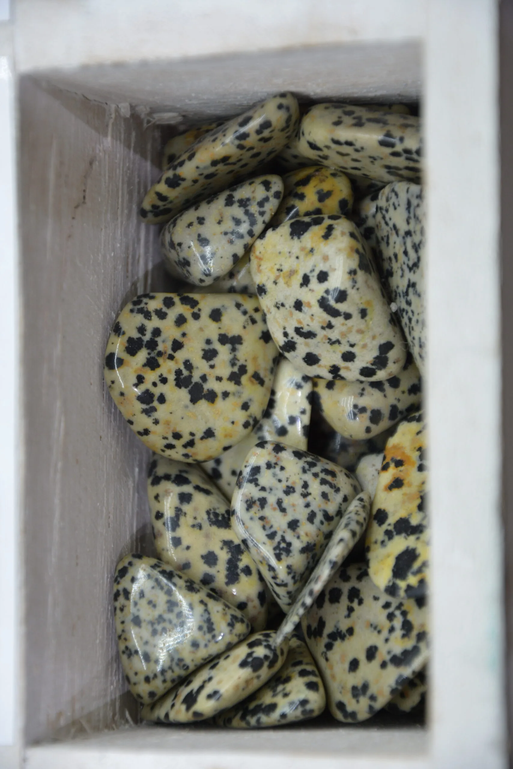 Jaspe Dalmatien